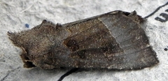 Papaipema nebris