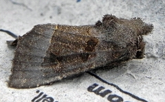 Papaipema nebris