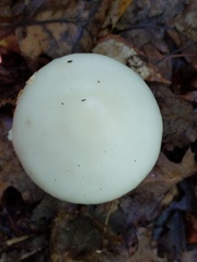 Amanita aestivalis