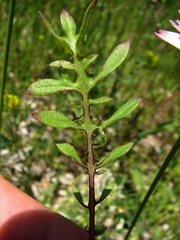 Crepis rubra