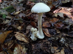 Amanita aestivalis