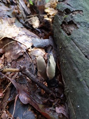 Xylaria longipes longipes