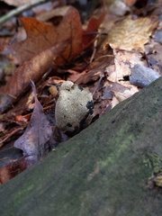 Xylaria longipes longipes