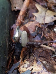 Xylaria longipes longipes