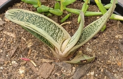 Gasteria disticha