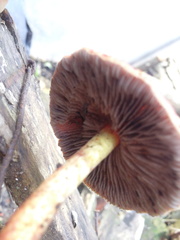 Strophariaceae