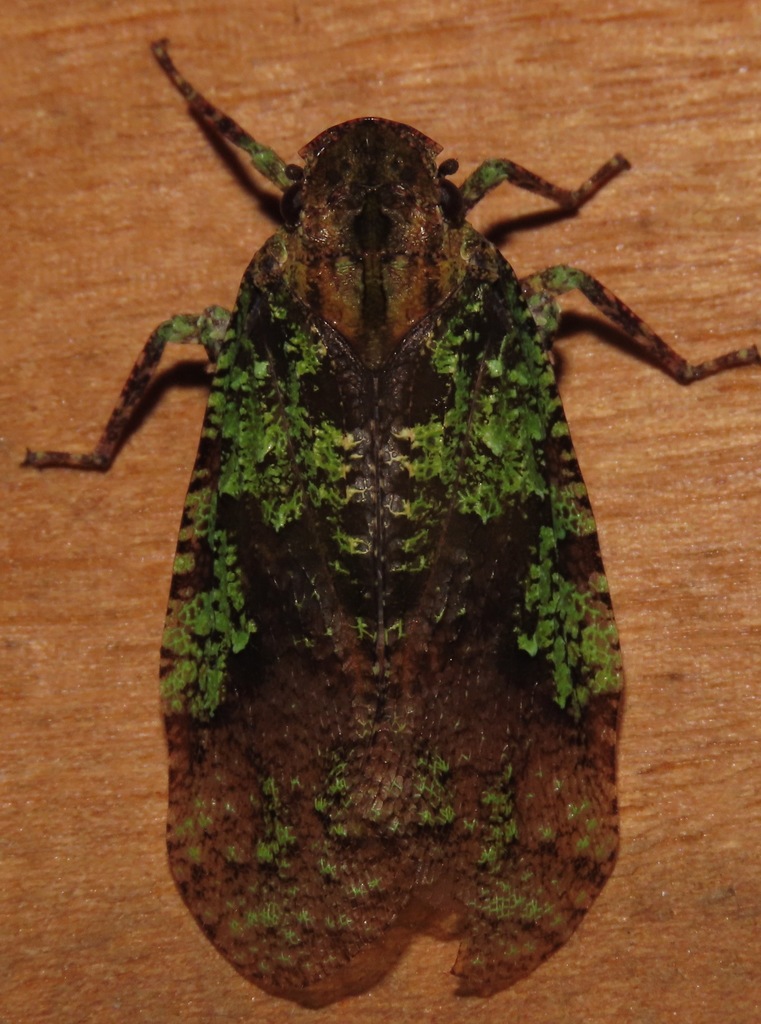 Japetus lichenus