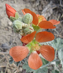 Sphaeralcea munroana
