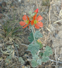 Sphaeralcea munroana