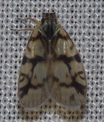 Bothriocerinae