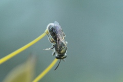 Lasioglossum microlepoides