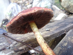Strophariaceae