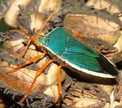 Edessa rufomarginata