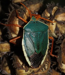 Edessa rufomarginata