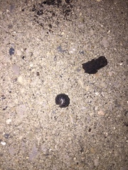 Armadillidium vulgare