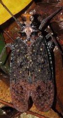 Phrictus auromaculatus