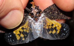 Phrictus auromaculatus