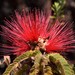Calliandra dysantha - Photo (c) Claudia Barros, some rights reserved (CC BY-NC), uploaded by Claudia Barros