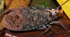 Phrictus auromaculatus