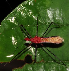 Ricolla quadrispinosa