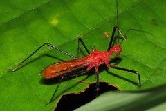 Ricolla quadrispinosa