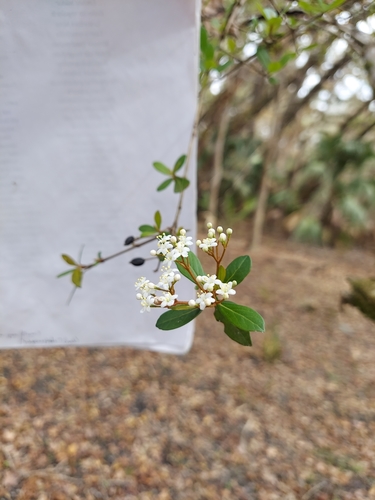 small-leaf arrowwood (Viburnum obovatum)