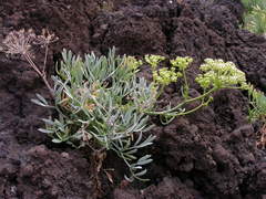 Crithmum maritimum image