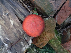 Strophariaceae