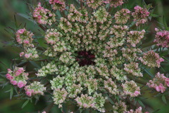 Daucus carota maximus
