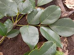 Platymiscium