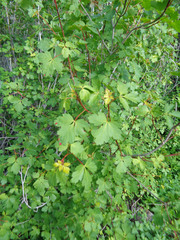 Acer glabrum glabrum