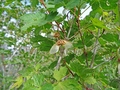 Acer glabrum glabrum