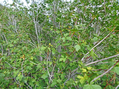 Acer glabrum glabrum