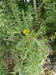 Borrichia arborescens