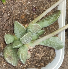 Adromischus cooperi