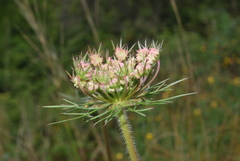 Daucus carota maximus