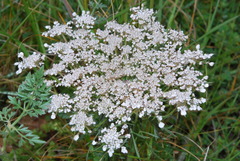 Daucus carota maximus