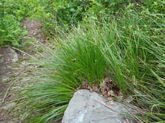 Carex elynoides