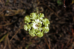 Helichrysum armenium