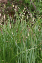 Carex elynoides