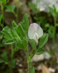 Ononis reclinata