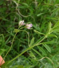 Vicia lens