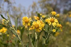 Verbesina subcordata