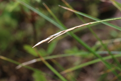 Carex elynoides