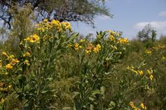 Verbesina subcordata