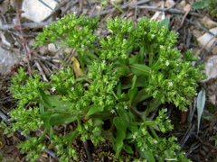 Valerianella eriocarpa
