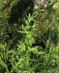 Tyrimnus leucographus