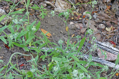 Cryptantha torreyana