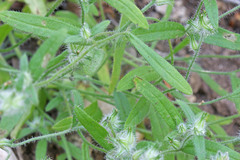 Cryptantha torreyana