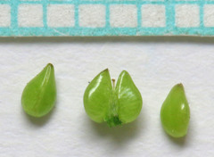 Cryptantha torreyana